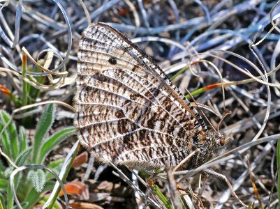 ARCTIC, ALBERTA (Oeneis alberta) (5-23-2020) terry flats, escdilla mts, apache co, az -43