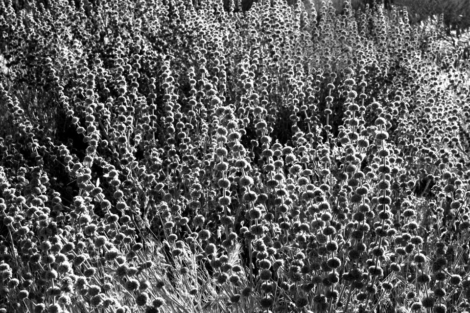 CA - SLO COUNTY, Carrizo Plain area (12) photo