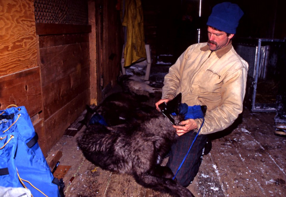 Doug Smith fitting radio collar on Sawtooth wolf pup in Lamar barn
