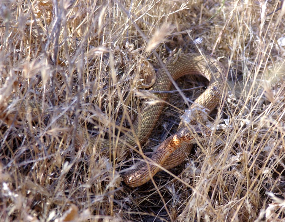 COACHWHIP, SAN JOAQUIN (6-22-06) -1