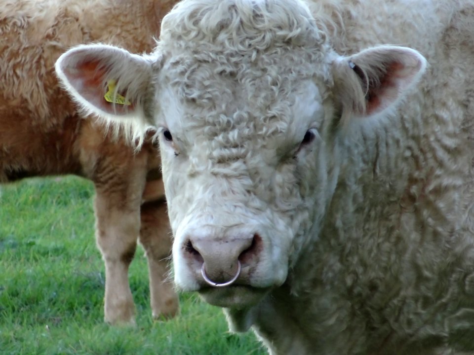 BULL
