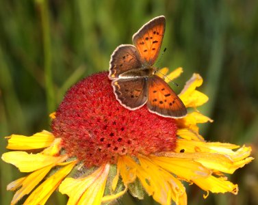 COPPER, LILAC-BORDERED (Lycaena nivalis) (7-19-2020) 8500 ft, near dead indian pass, park co, wy -03