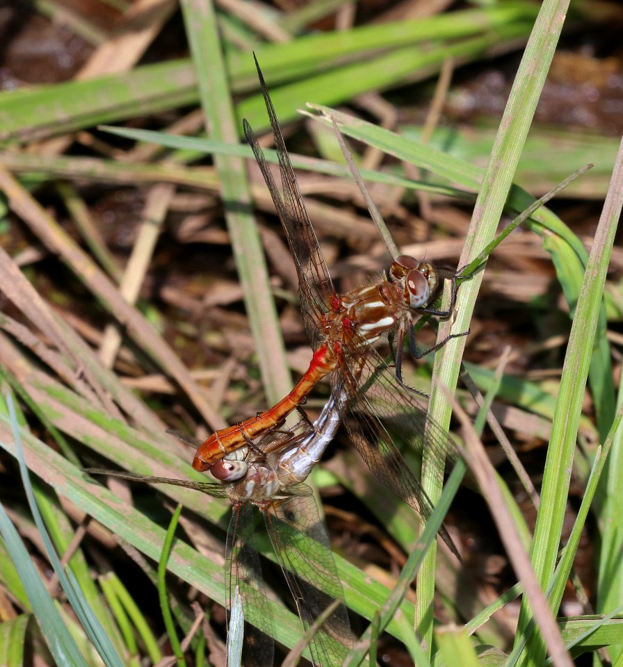 STRIPED MEADOWHAWK (Sympetrum pallipes) (8-10-2020) green's peak area, near Sprigerville, apache co, az -01