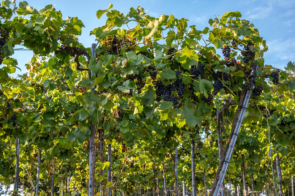 Grapevine vine vineyard