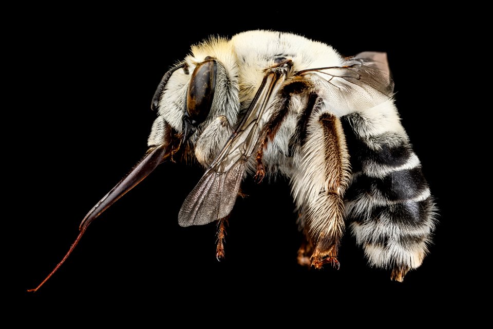 Anthophora affabilis, F, side, Pennington County, SD 2012-11-13-14.02.56 ZS PMax