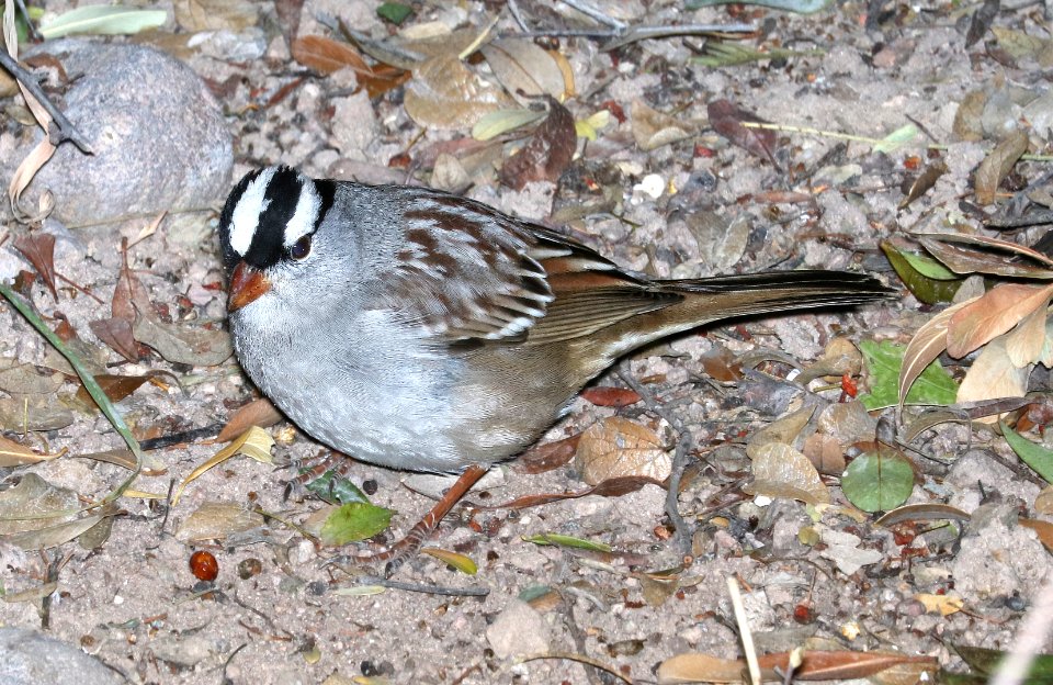 897 - WHITE-CROWNED SPARROW (1-12-2017) oriantha race, santa gertrudis lane, tumacacori, santa cruz co, az -02
