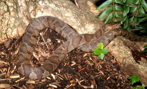 SNAKE, NORTHERN WATER (Nerodia sipedon) (6-19-2017) greensboro, guilford co, nc -04
