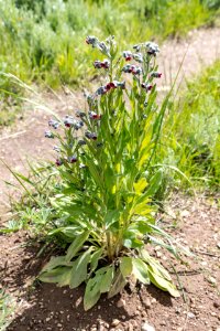Houndstongue (Cynoglossum officinale) - invasive species