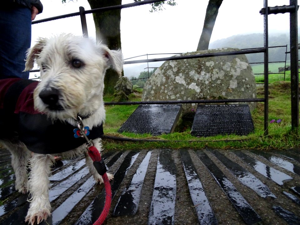 THE DOG VISITING GELERTS GRAVE AT BEDDGELERT