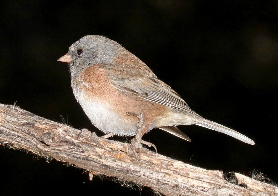 899 - DARK-EYED JUNCO (3-16-2017) pink-sided, patagonia lake, santa cruz co, az -01