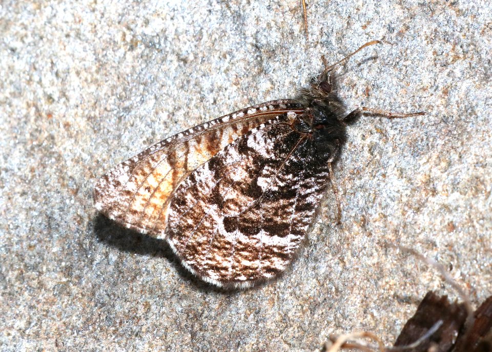 ARCTIC, CHRYXUS (Oeneis chryxus) (7-15-2020) 9500 ft, near hoosier pass, park co, co -03
