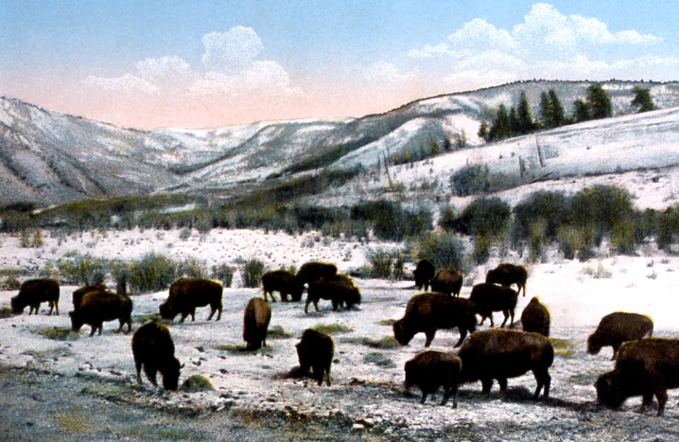 #157 - The Buffalo Herd