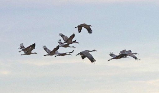 249 - SANDHILL CRANE (11-5-2020) whitewater draw wildlife area, cochise co, az -03