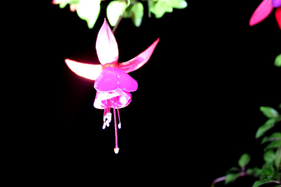 Fuchsia Flower lit by flashlight