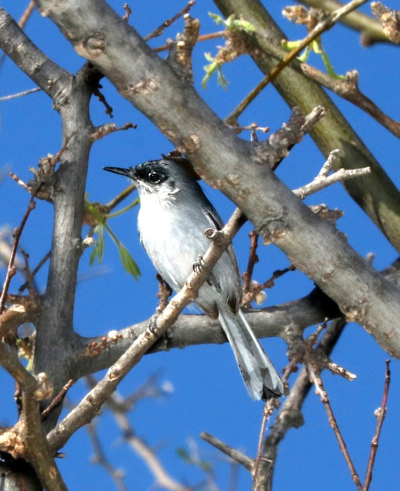 704 - BLACK-CAPPED GNATCATCHER (3-17-2017) below dam, patagonia lake, santa cruz co, az -02