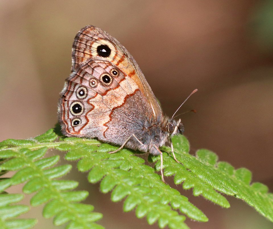 SATYR, PINE (Paramacera allyni) (6-13-2020) barfoot meadow, chiricahua mts, cochise co, az -20