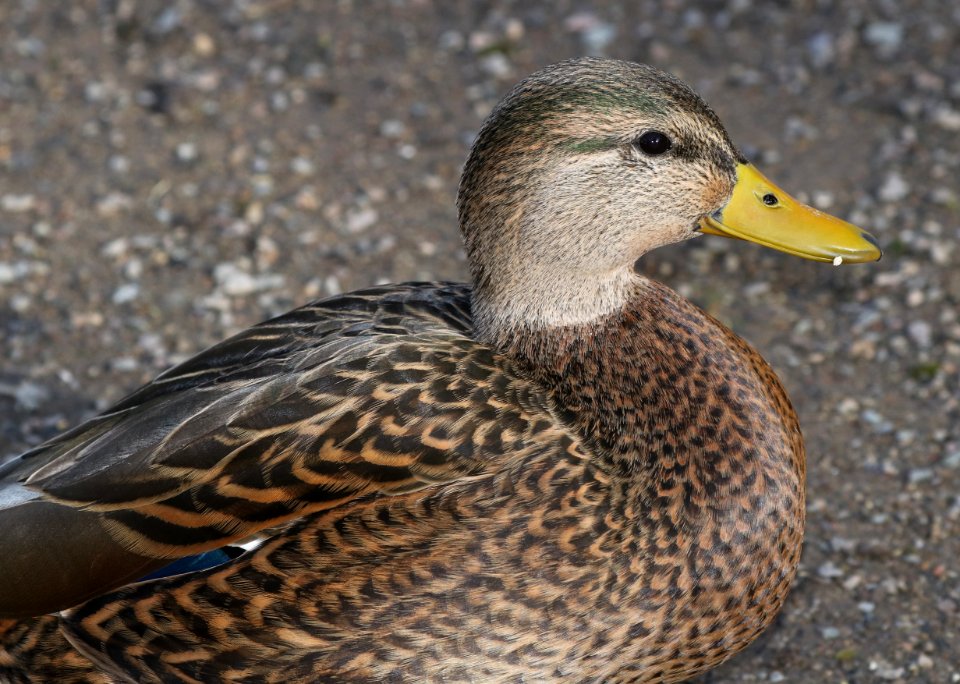 027 - MALLARD (Northern x Mexican hybrid male) (12-5-2016) farmington, san juan co, new mexico -b(6)