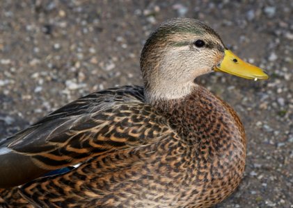 027 - MALLARD (Northern x Mexican hybrid male) (12-5-2016) farmington, san juan co, new mexico -b(6)