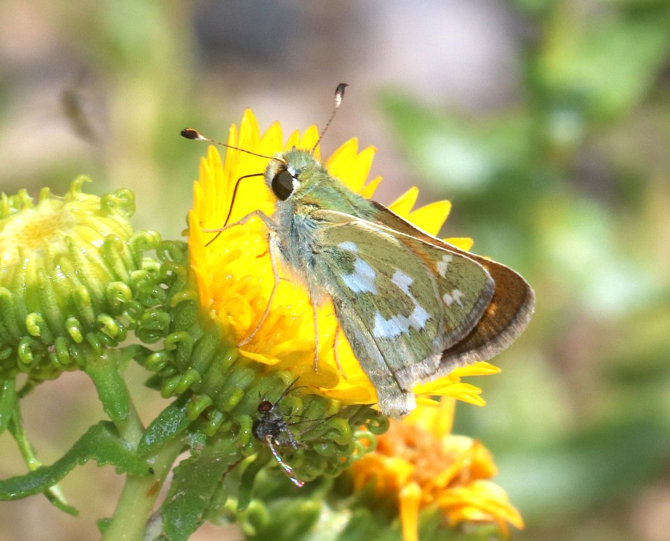 SKIPPER, WESTERN BRANDED (Hesperia colorado) (8-4-2020) 7700 ft, connors pass, rte 50, white pine co, nv -01