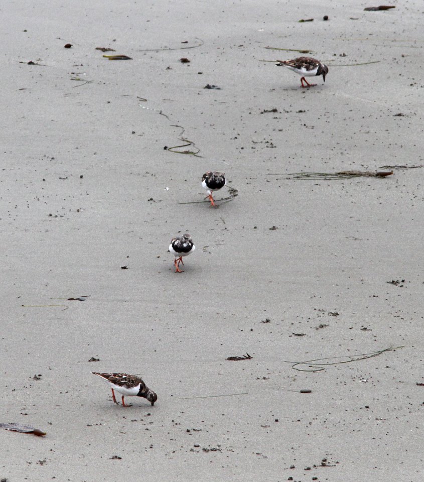 TURNSTONE, RUDDY (8-24-09) north coast, slo co, ca -04