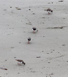TURNSTONE, RUDDY (8-24-09) north coast, slo co, ca -04
