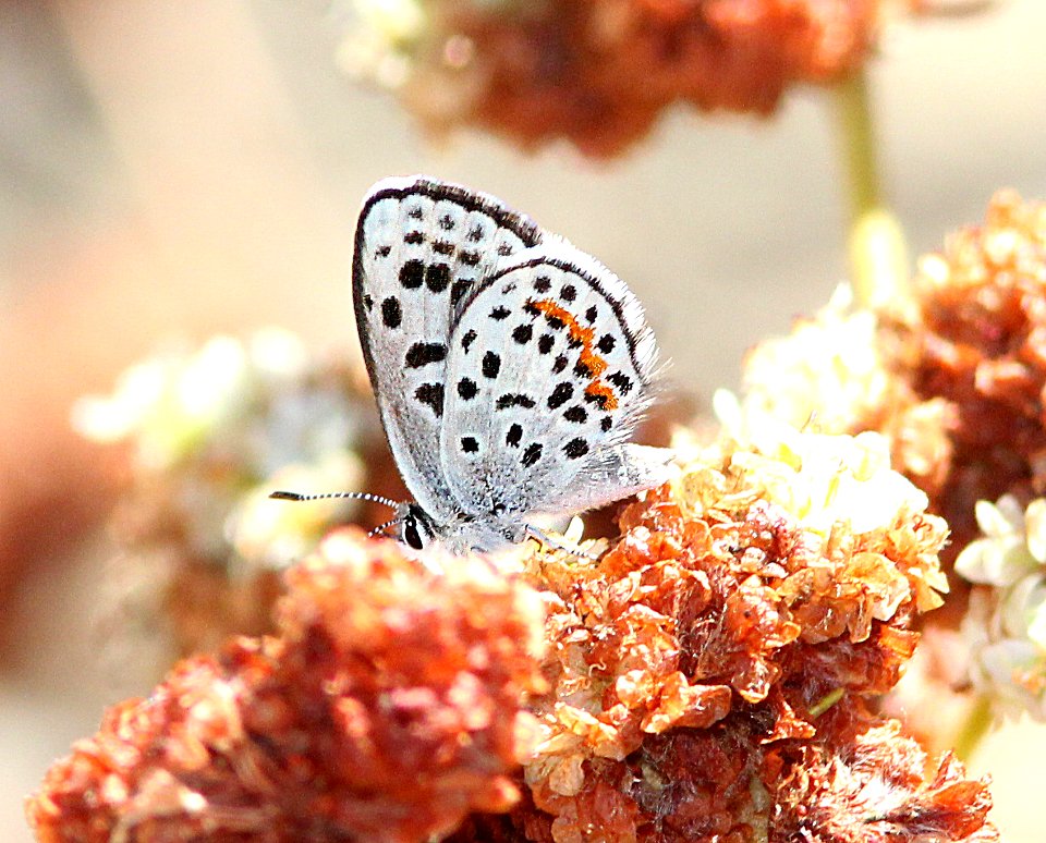 BLUE, DAMMER'S DOTTED (Euphilotes enoptes dammersi) (10-1-13) 5500 ft, rte s 1, sunrise scenic highway, 10 miles s of julian, san diego co, ca    (1)