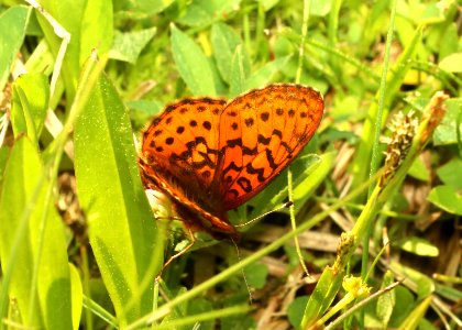 FRITILLARY, PACIFIC (Boloria epithore) (6-25-2018) grant co, or -03