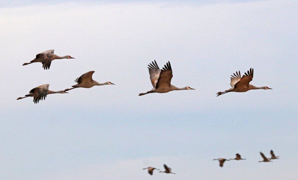 249 - SANDHILL CRANE (11-5-2020) whitewater draw wildlife area, cochise co, az -05