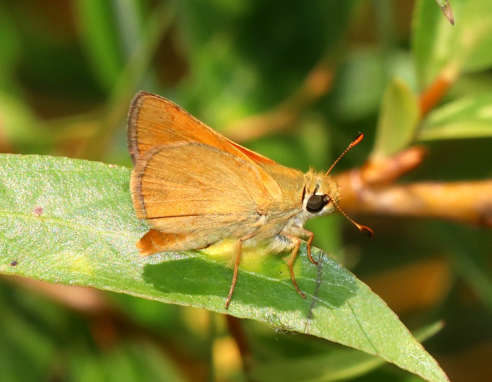 SKIPPER, RURAL (Ochlodes agricola) (7-27-2020) 1200 ft, illinois river at fr4201, josephine co, or -06