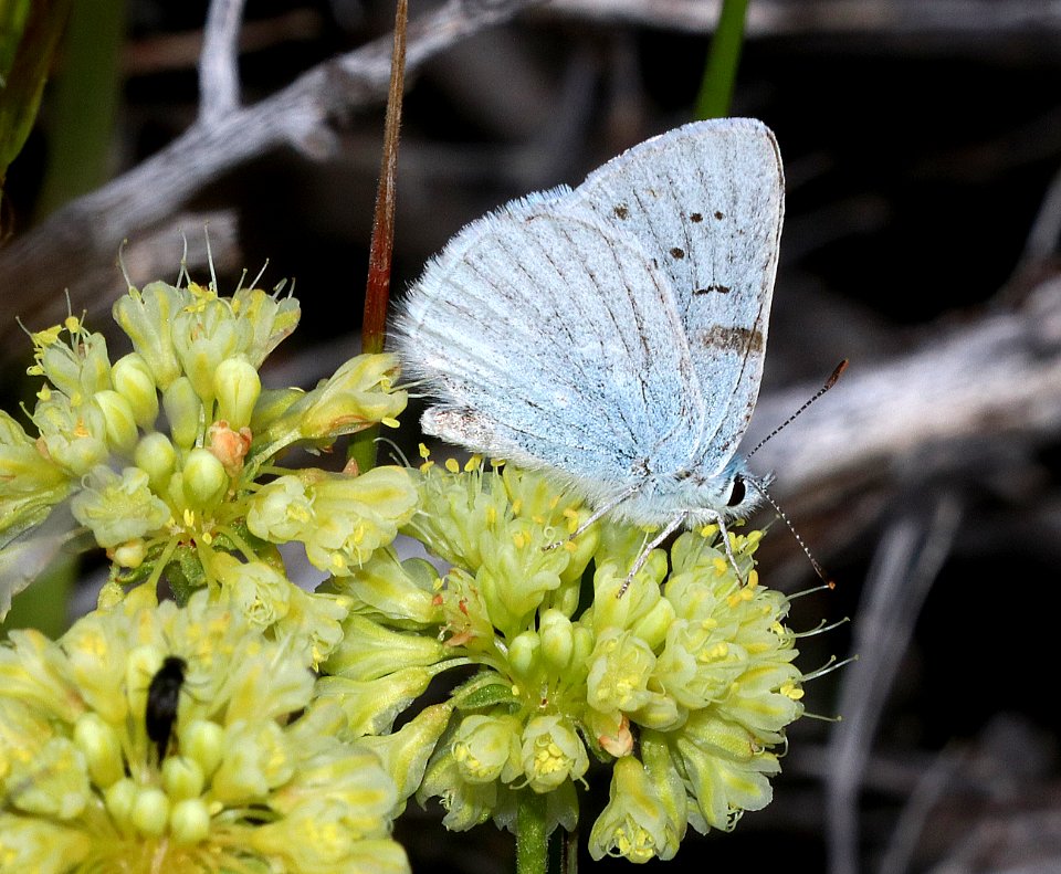 COPPER, BLUE (Lycaena heteronea) (7-23-2020) 7200 ft, blaine co, id -01