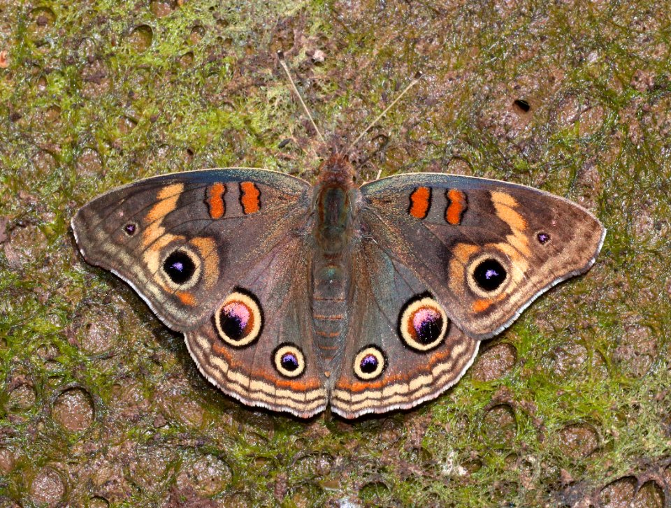 BUCKEYE, COMMON (Junonia coenia) (6-18-2020) 7900 ft, hall's tank #3, greene's mt area, apache co, az -07