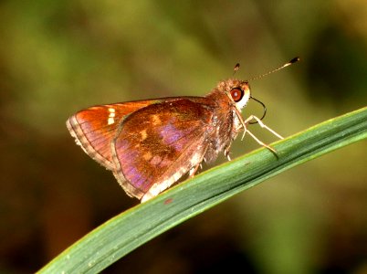 SKIPPER, CLOUDED (Lerema accius) (10-23-2020) san marcos river, caldwell co, tx-01