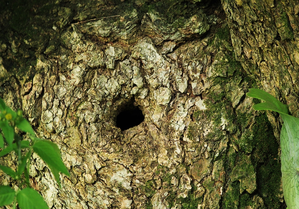 Nature trunk hole photo