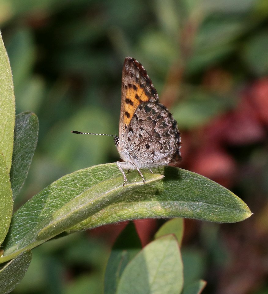 COPPER, MARIPOSA (Lycaena mariposa) (7-26-2020) 6000 ft, near four-mile lake, 30 miles east of medford, klamath co, or -01