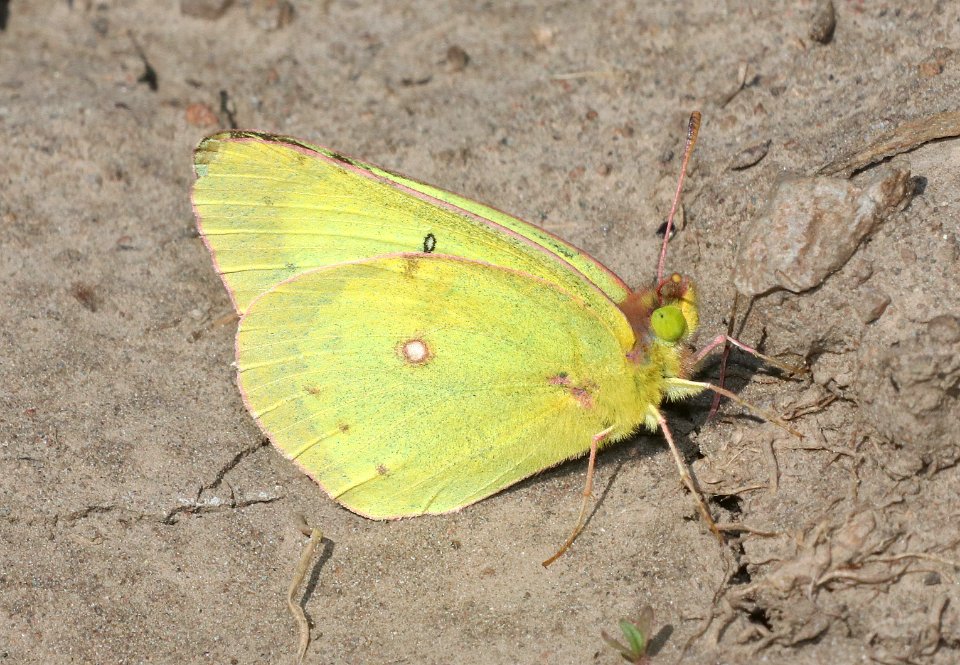 SULPHUR, CLOUDED (Colias philodice) (7-19-2020) 9600 ft, togwotee pass, teton co, wy -02