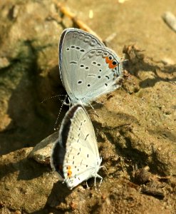 TAILED BLUE, EASTERN (Everes comyntas) (5-28-2018) forest s-e of boonville, scott co, ar -02 (1) photo