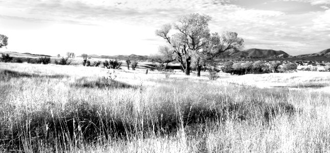 AZ - SAN RAFAEL VALLEY GRASSLANDS, SE of Patagonia, scc (2) photo