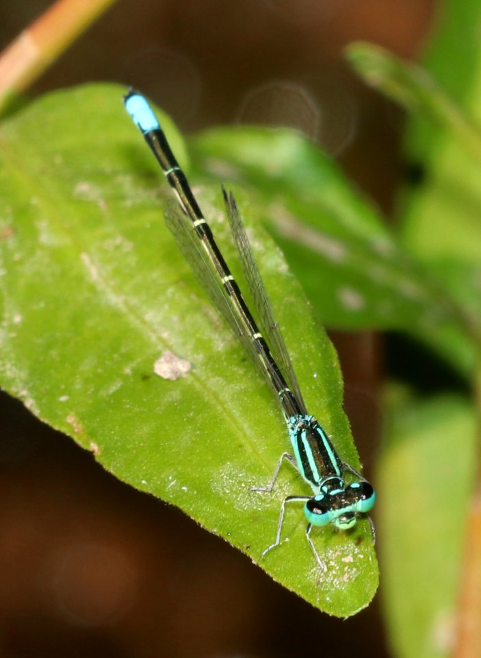 FORKTAIL, MEXICAN (Ischnura demorsa) (10-4-2020) sonoita creek near patagonia lake, santa cruz co, az -03 male