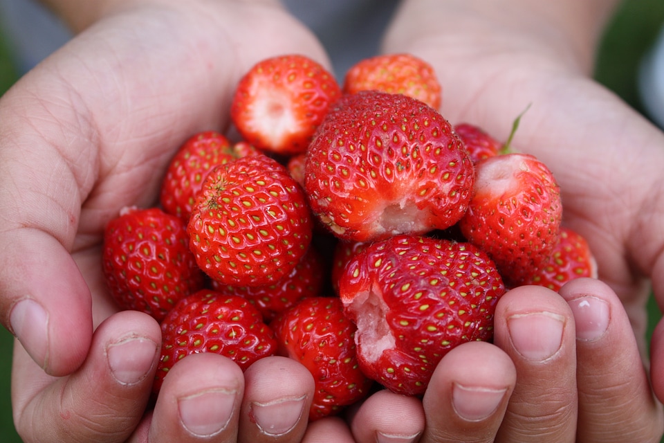 Red food strawberry