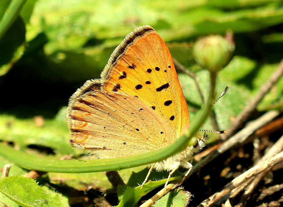 COPPER, PURPLISH (Lycaena helloides) (6-24-2018) skamania co, wa -01