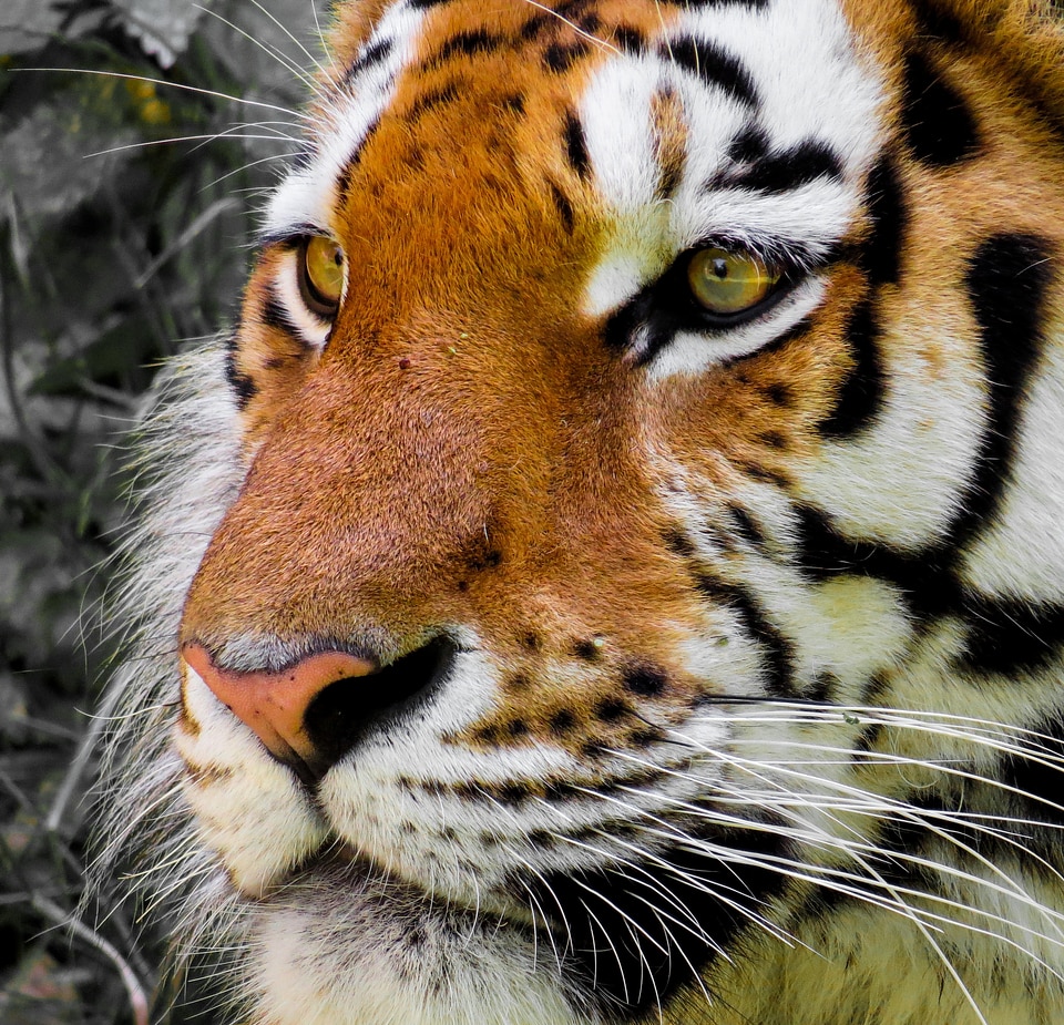 Close up eyes dangerous