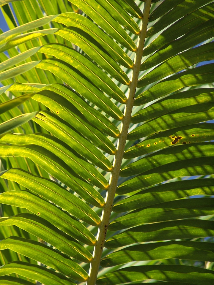 Exotic palm tree palm fronds