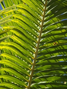 Exotic palm tree palm fronds