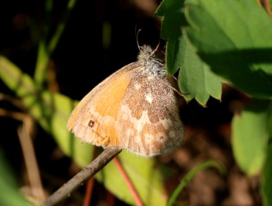COMMON RINGLET (Coenonympha tullia) (7-29-2016) 9200ft, flat tops area, rio blanco co, co -01