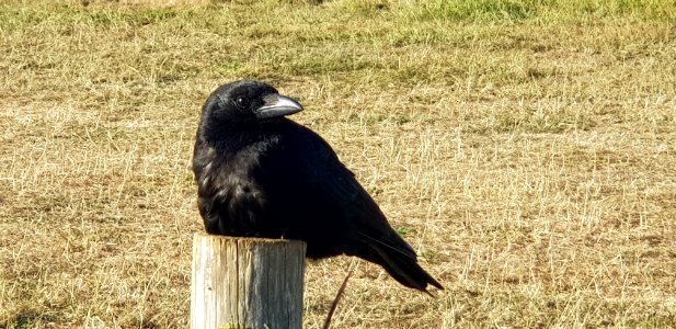 Crow