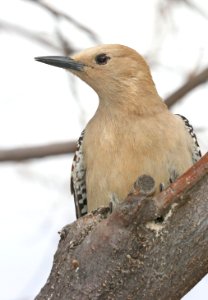 525 - GILA WOODPECKER (3-11-2020) hereford, cochise co, az -01