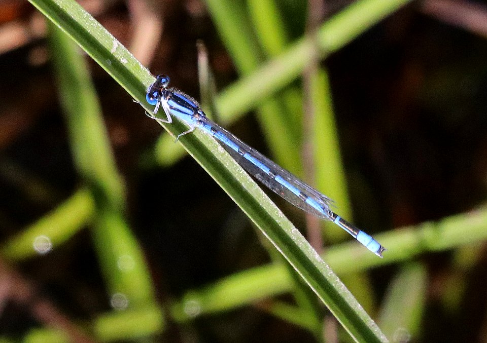 BLUET, FAMILIAR (Enallagma civile) (10-27-2020) sabal palm sanctuary, cameron co, tx -01