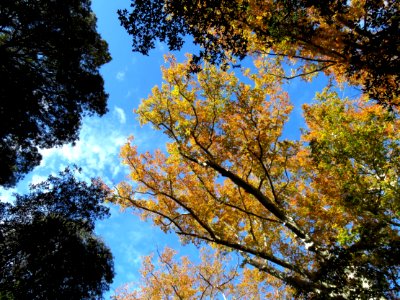 HUACHUCA MOUNTAINS, Ramsey Canyon, AZ (11-2-2019) fall color -01