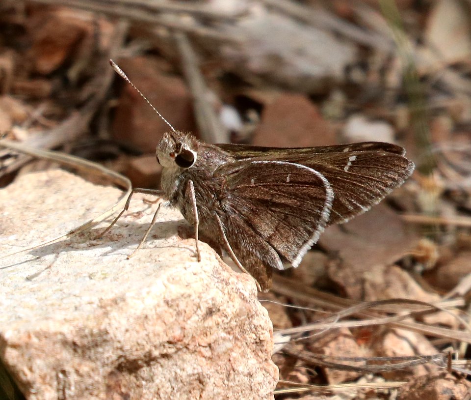 DEVA SKIPPER (Atrytonopsis deva) (5-14-2020) hunter cyn, huachuca mts, cochise co, az -01