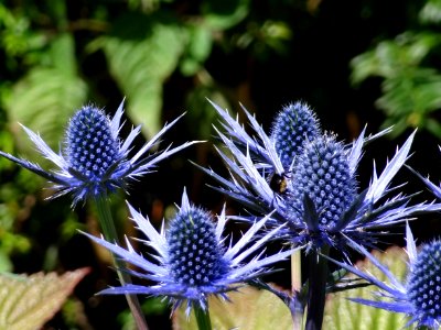 Walmer Castle Gardens